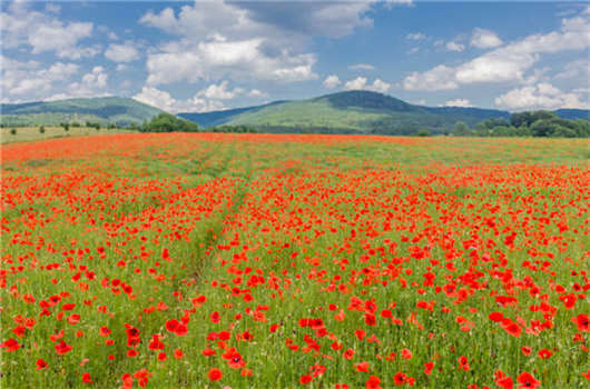 移民，子女教育問題安排