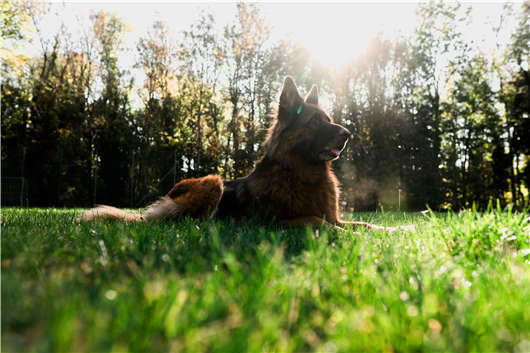 狗中“男神”，德國(guó)黑背了解一下