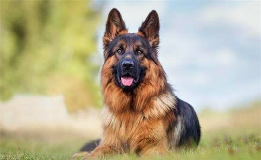 德國猛寵之德國牧羊犬的六大可怕缺點