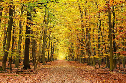 德國這個國家怎么樣？德國移民的優勢好不好？